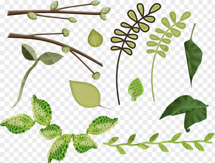 Leaf Plant Stem Herbalism Clip Art PNG