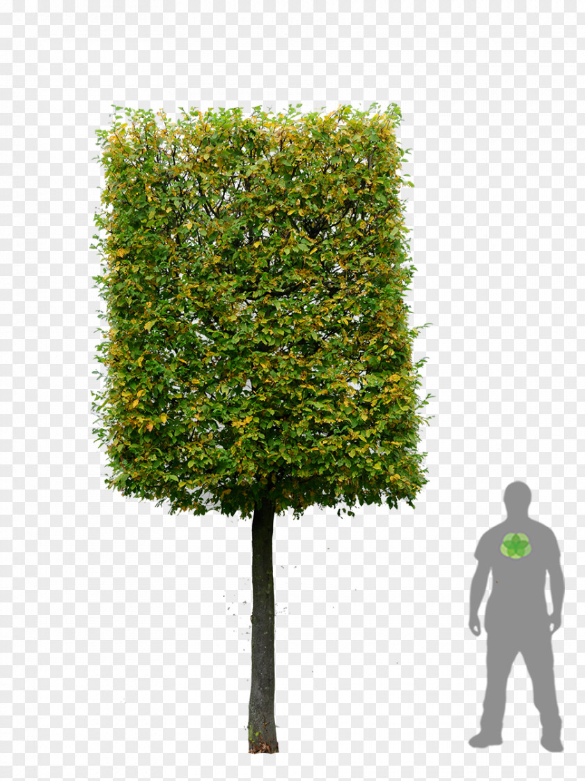 Tree European Hornbeam Hedge Garden Box PNG