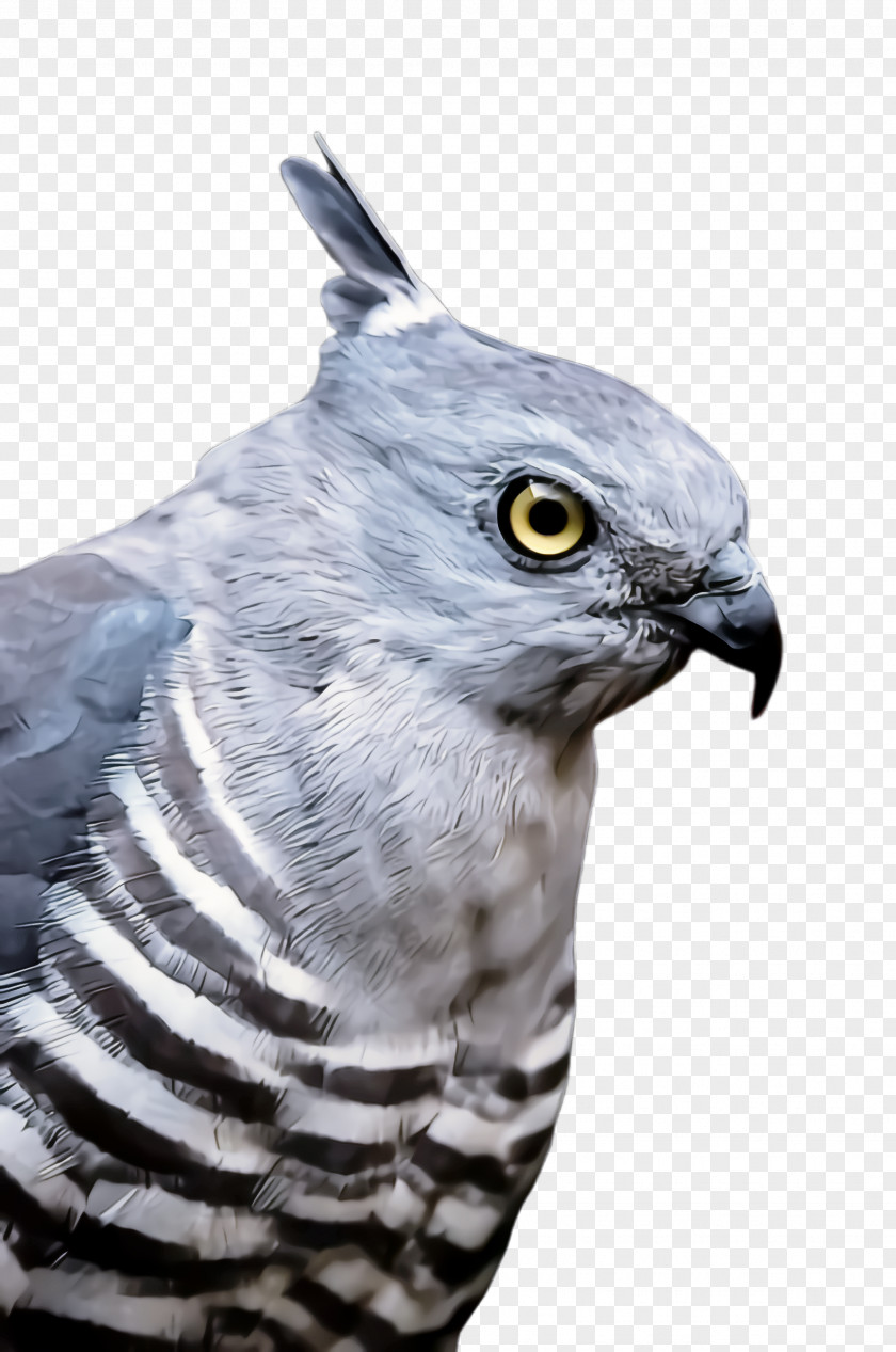 Wildlife Peregrine Falcon Bird Beak Of Prey Cooper's Hawk PNG