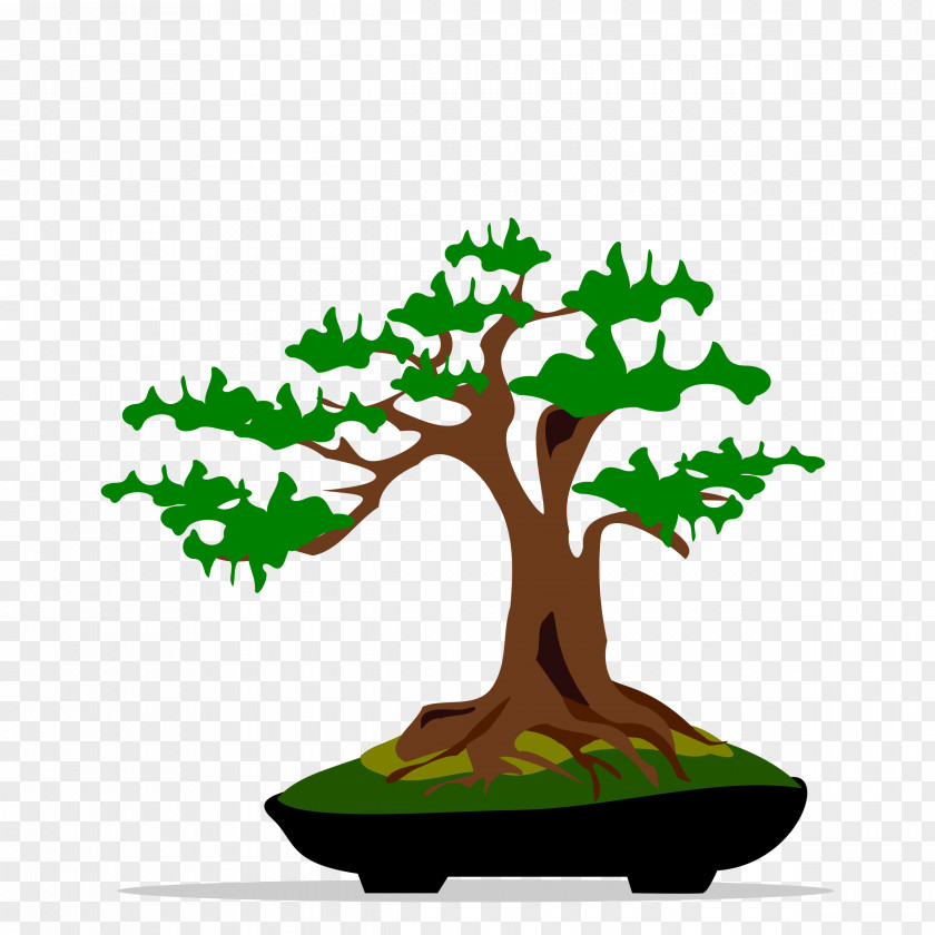 Bonsai Tree Ficus Retusa Clip Art PNG