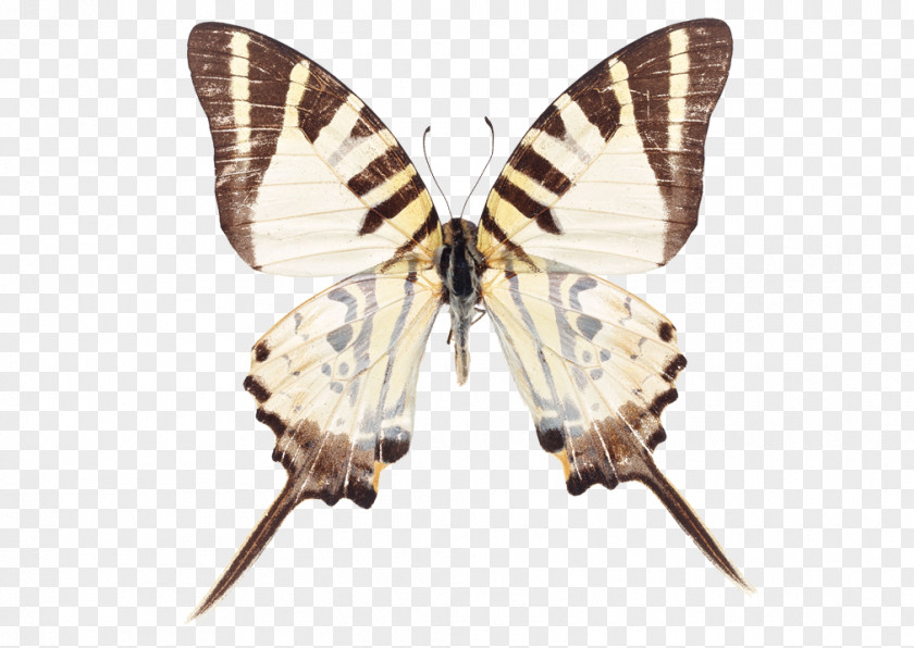 Butterfly Stock Photography Five-bar Swordtail Graphium Nomius Green PNG