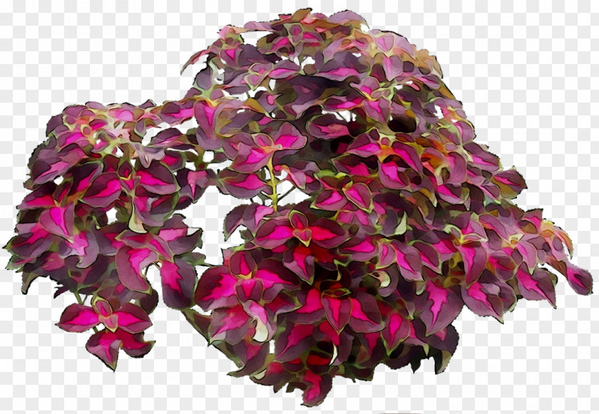 Cut Flowers Magenta Flowering Plant Plants PNG