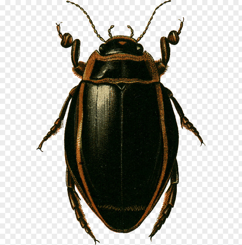 Dytiscus Latissimus Great Diving Beetle Dytiscinae Species Lapponicus PNG