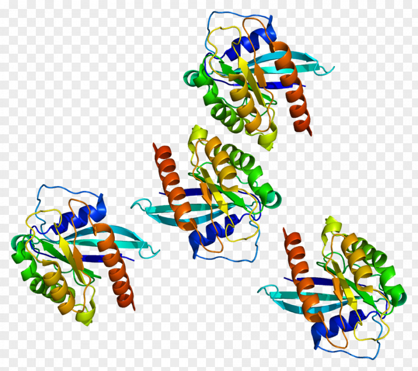 RAB7A Gene Cell Protein PNG