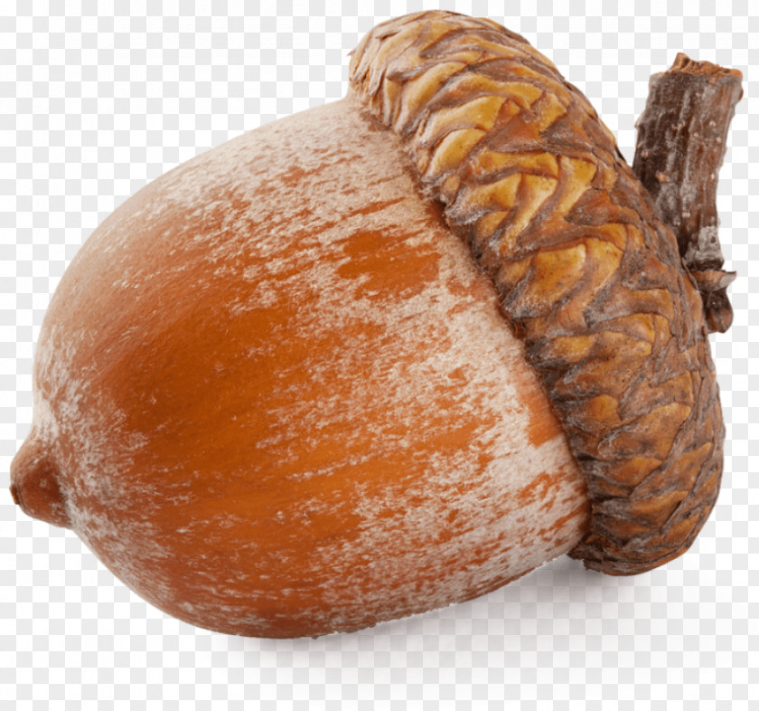 Acorn Clip Art Transparency Nut PNG