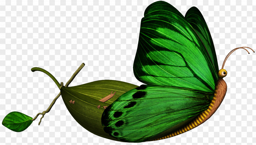 Butterflies Float Stock Photography Royalty-free PNG