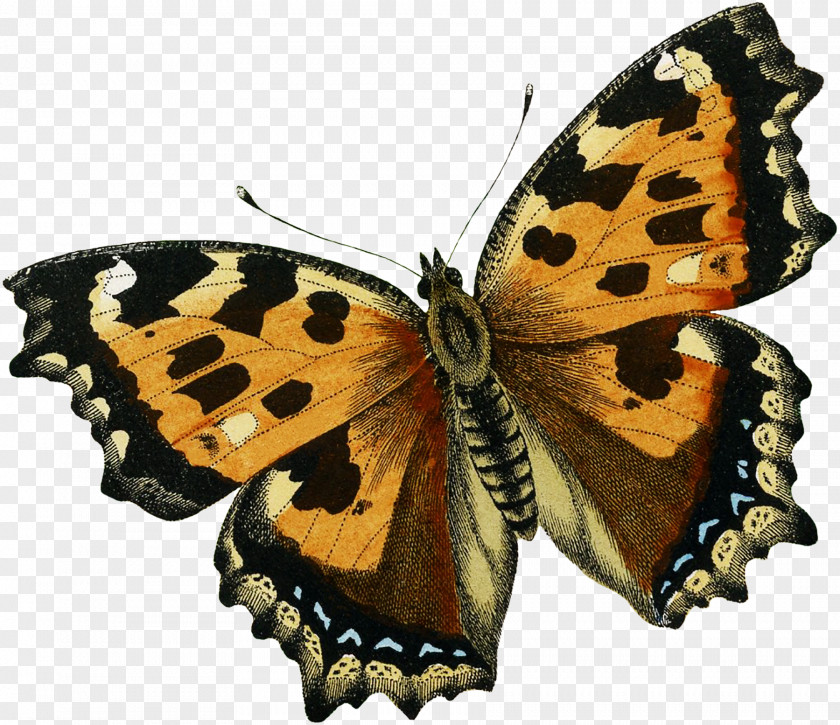 Butterfly Fairy Monarch Pieridae Gossamer-winged Butterflies Moth PNG