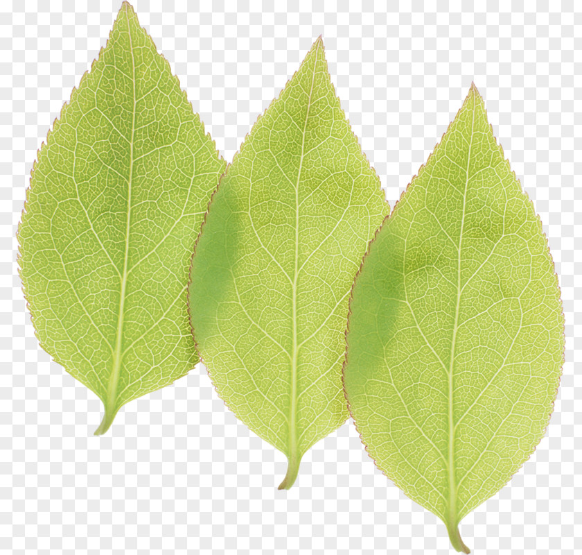 Leaf Clip Art Adobe Photoshop RGB Color Model PNG