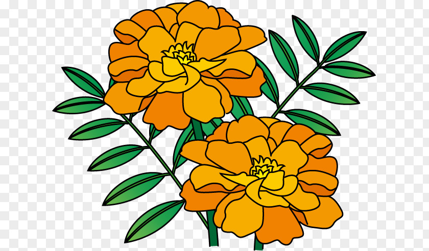 Flower Floral Design Illustration Marigold Summer PNG