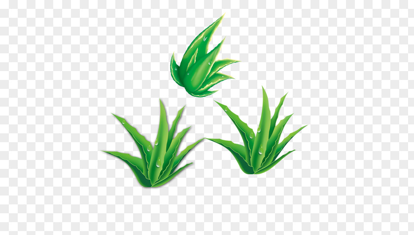Green Aloe Vera Bamboo Gratis PNG