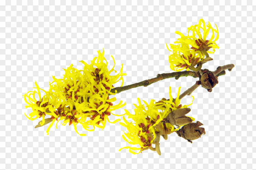 Hamamelis Astringent American Witch-hazel Herbal Distillate Hybrid Witch Hazel PNG