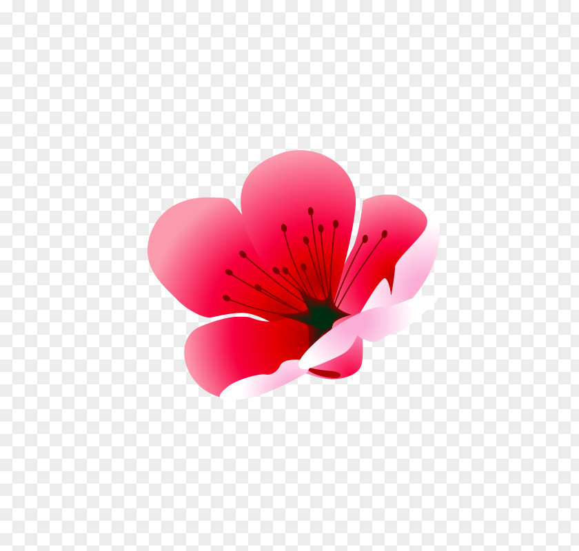 Pink Plum Blossom Drawing PNG