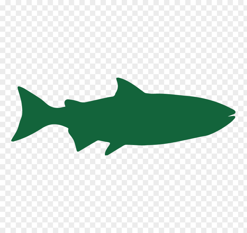 Requiem Shark Cartilaginous Fish Fin Background PNG