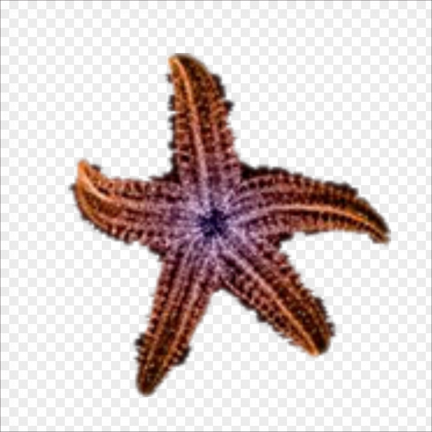 Starfish Beach Sea Sand PNG