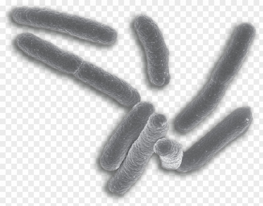 Characteristics E. Coli Bacteria Mycobacterium Tuberculosis Kingdom Evolution PNG