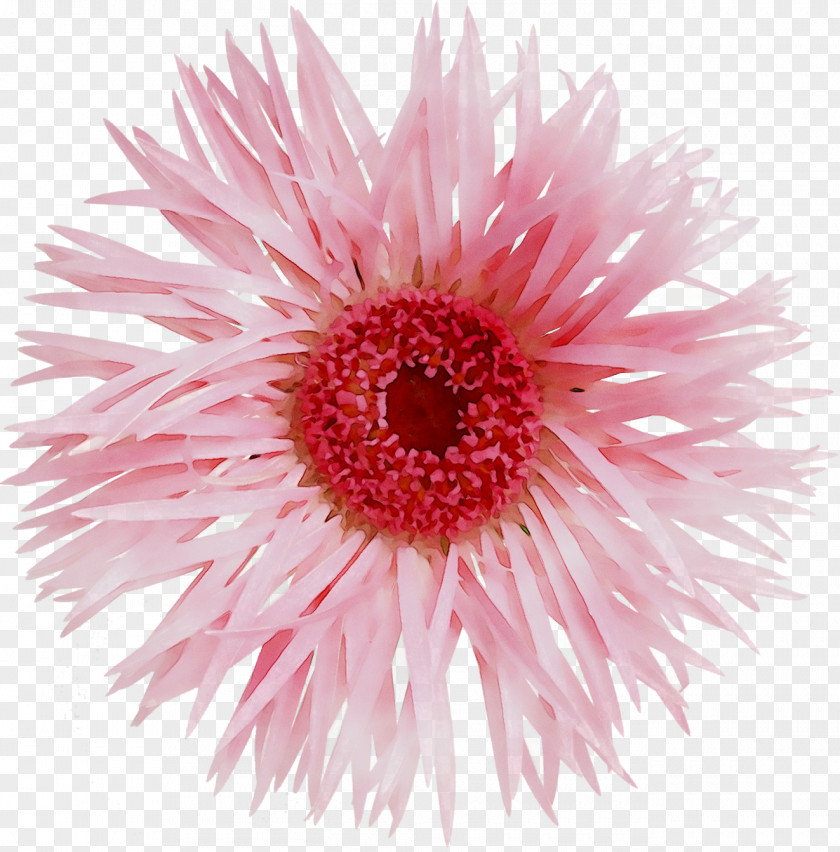 Cut Flowers Transvaal Daisy Rose/Seafoam Rose / Seafoam PNG