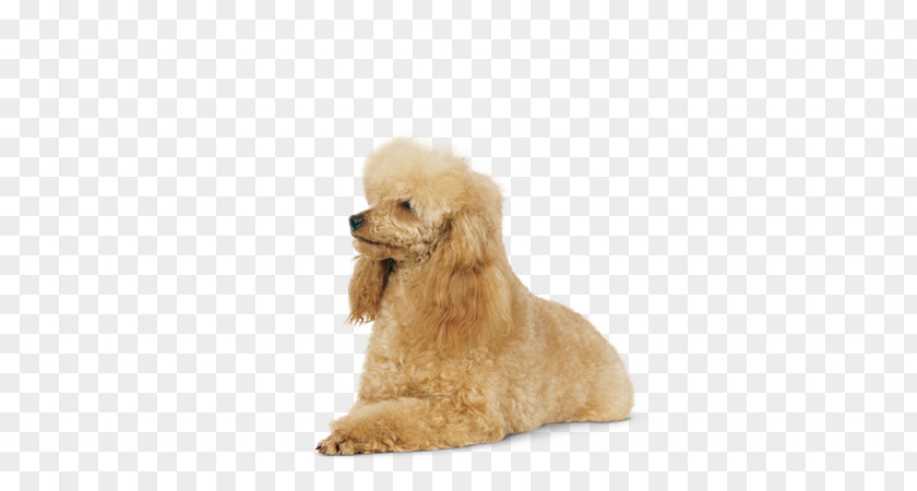 Giant Poodle Miniature Toy Standard Puppy PNG