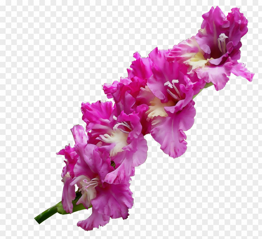 Magenta Gladiolus Flower Flowering Plant Pink Cut Flowers PNG