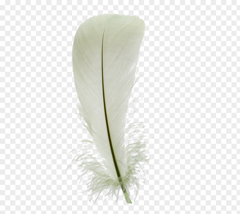 White Feathers Feather Euclidean Vector PNG