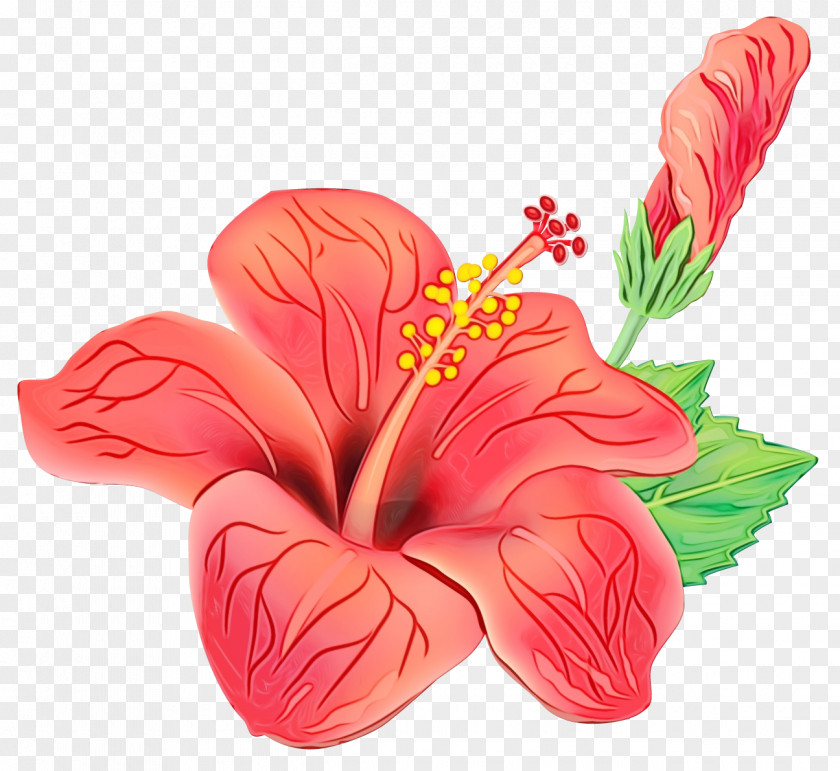Anthurium Mallow Family Drawing Of PNG