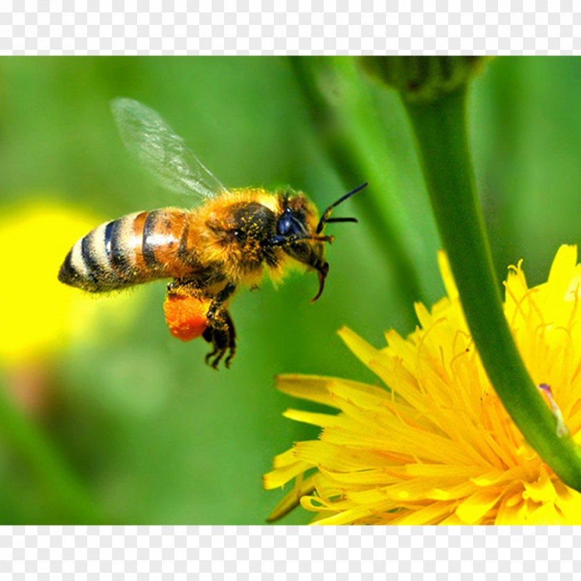 Bee Honey Beekeeping Beehive PNG