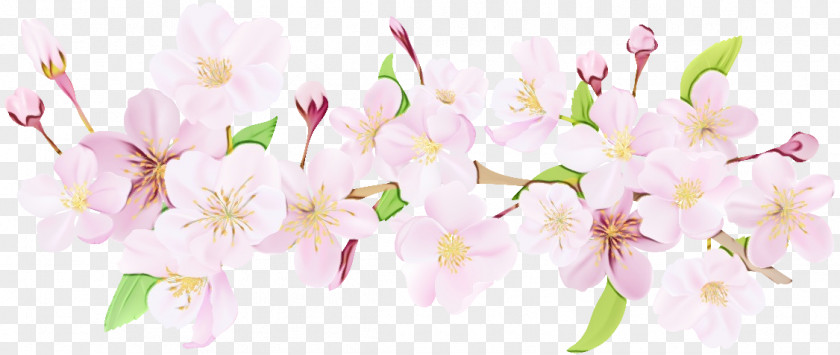 Cherry Blossom Stock Illustration Floral Design PNG
