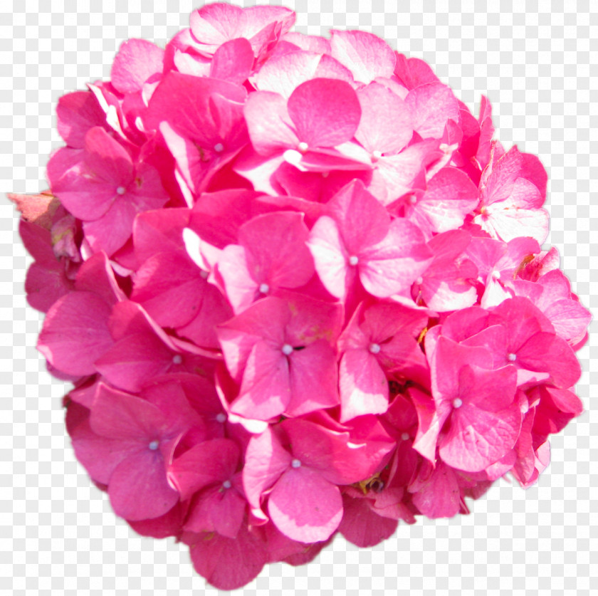 Flower Pink French Hydrangea Petal PNG