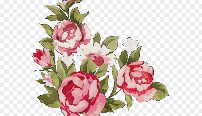 Peony Common Flower Pink Rosa × Centifolia Plant Flowering PNG