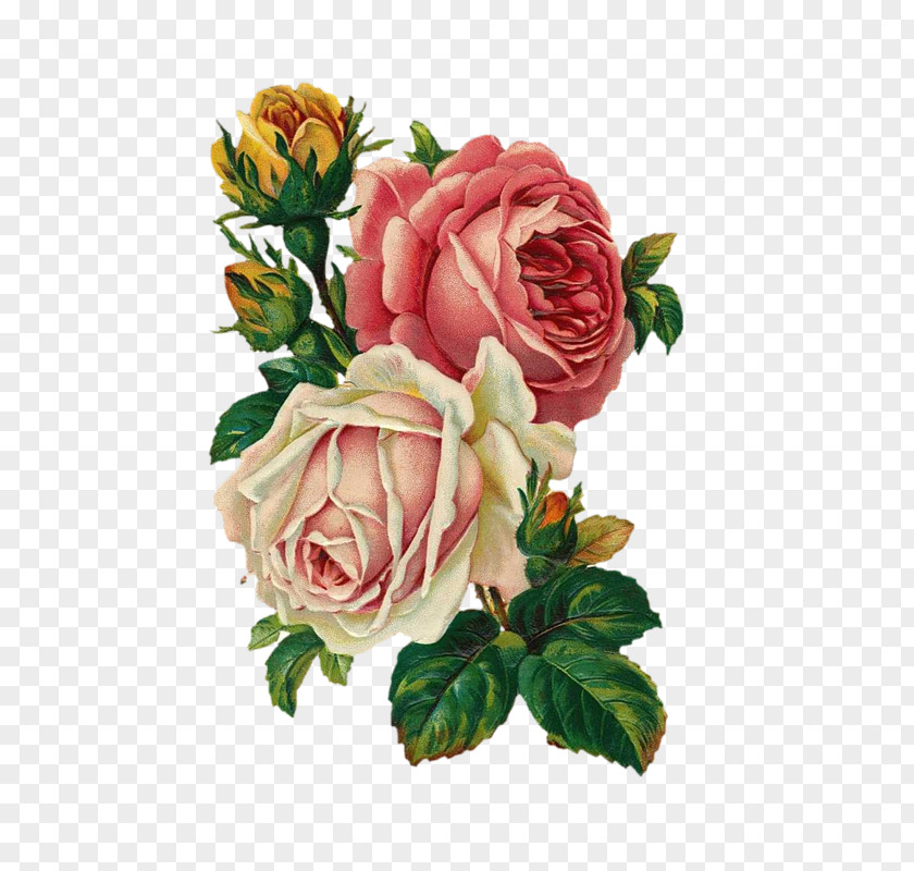 Rose Vintage Roses: Beautiful Varieties For Home And Garden Flower Bouquet Antique PNG