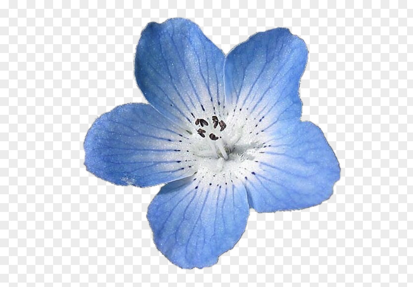 Blue Watercolor Flowers Nemophila Menziesii French Hydrangea Light Flower PNG
