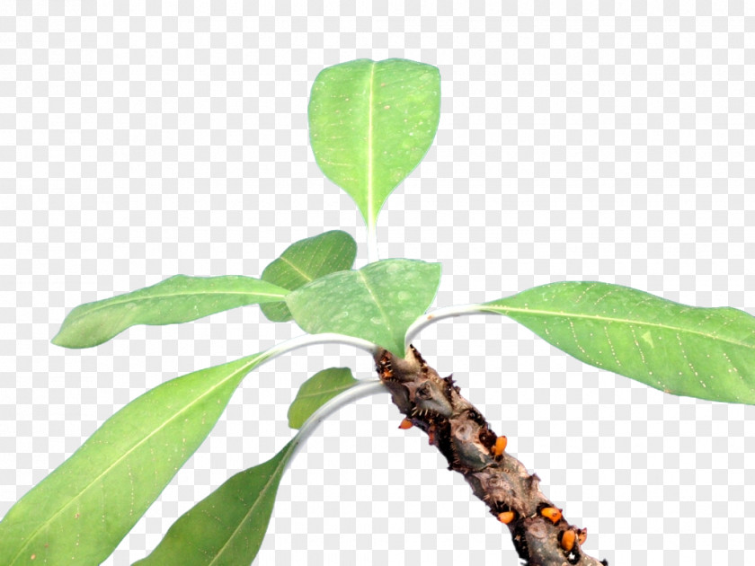 Leaf Myrmecodia Tuberosa Plant Stem Branching PNG