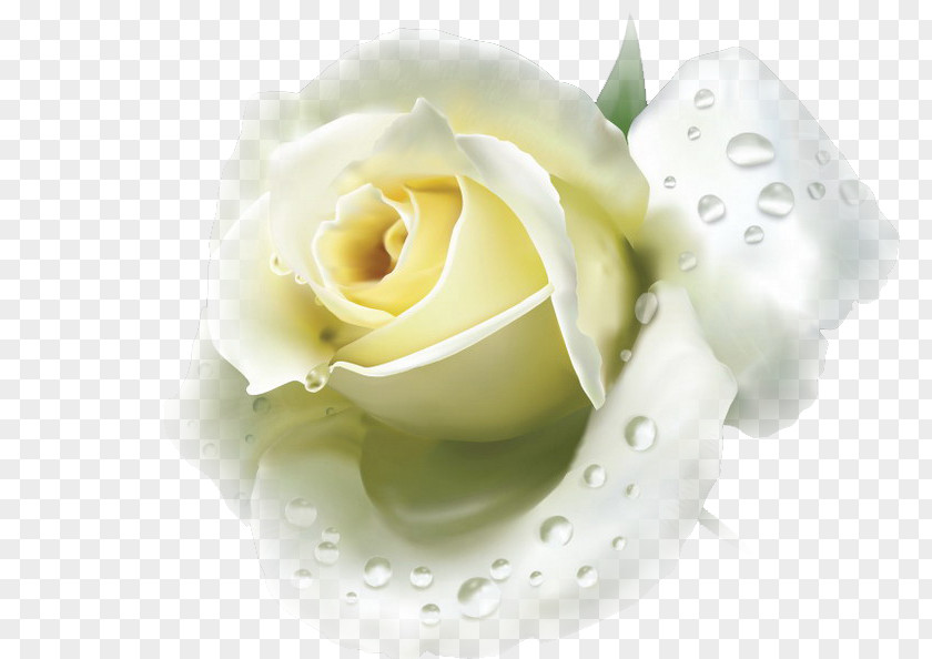 Rose Blue Flower White Red PNG