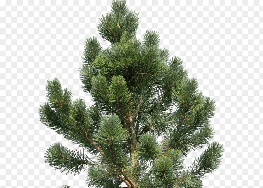 Tree Fir Pine Conifers PNG