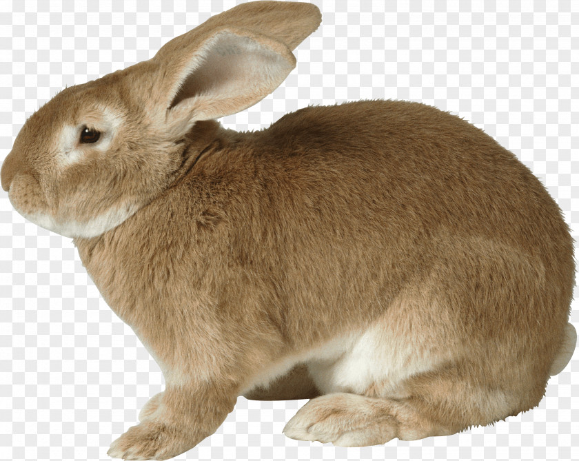 Rabbit Image Easter Bunny European PNG
