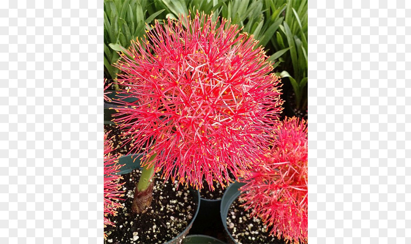 Rambutan Shrub Groundcover Houseplant PNG