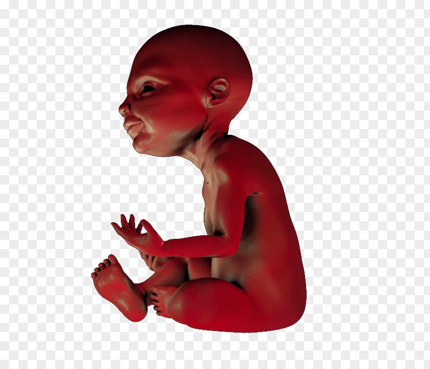 Ready To Print Mouth Jaw Child Joint Muscle PNG
