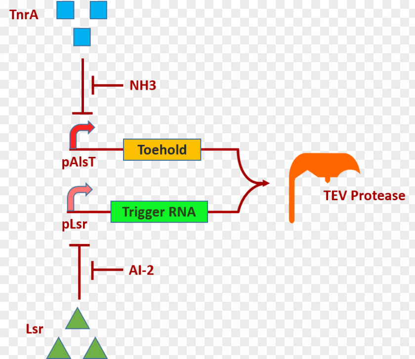 Ulcer International Genetically Engineered Machine Transcription Factor Helicobacter Pylori E. Coli Operon PNG