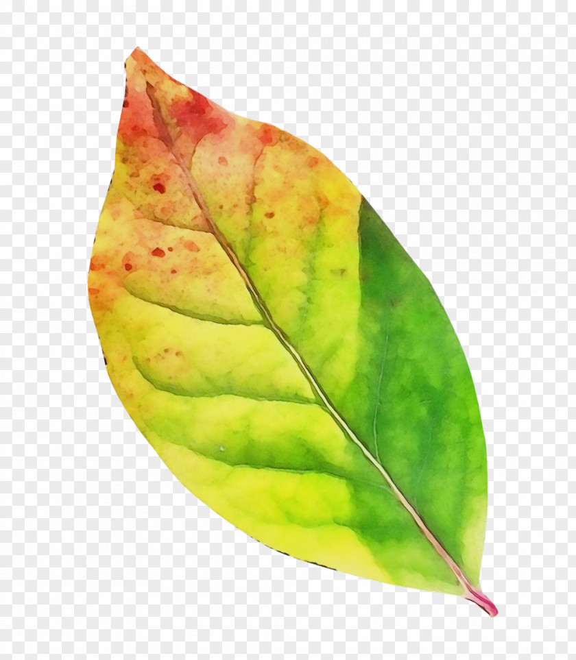 Anthurium Tree Watercolor Flower Background PNG