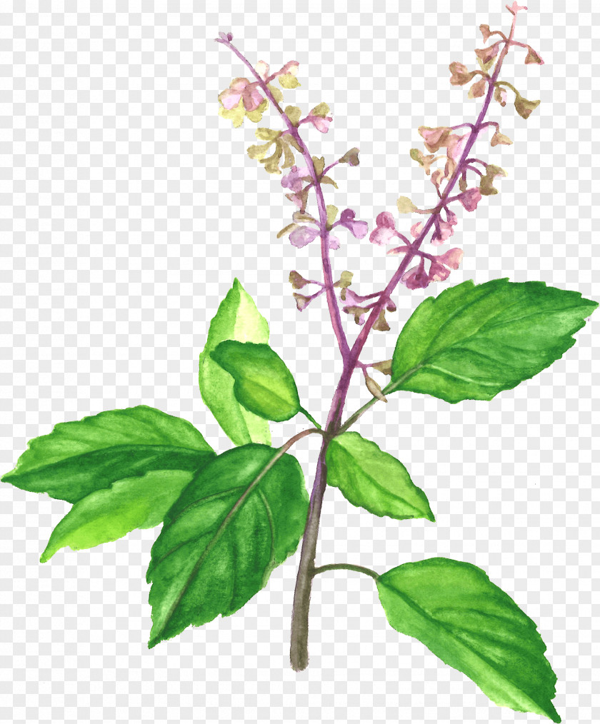 Basil Streamer Holy Herb Medicinal Plants Vegetarian Cuisine PNG