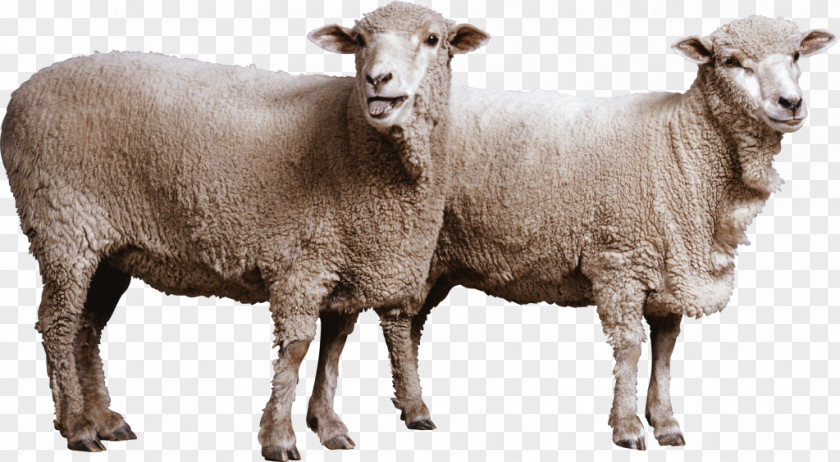 Goat Romney Sheep Dorset Horn Cattle PNG