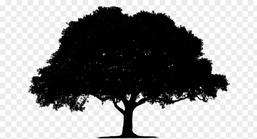 Stock Photography Royalty-free Tree Image PNG