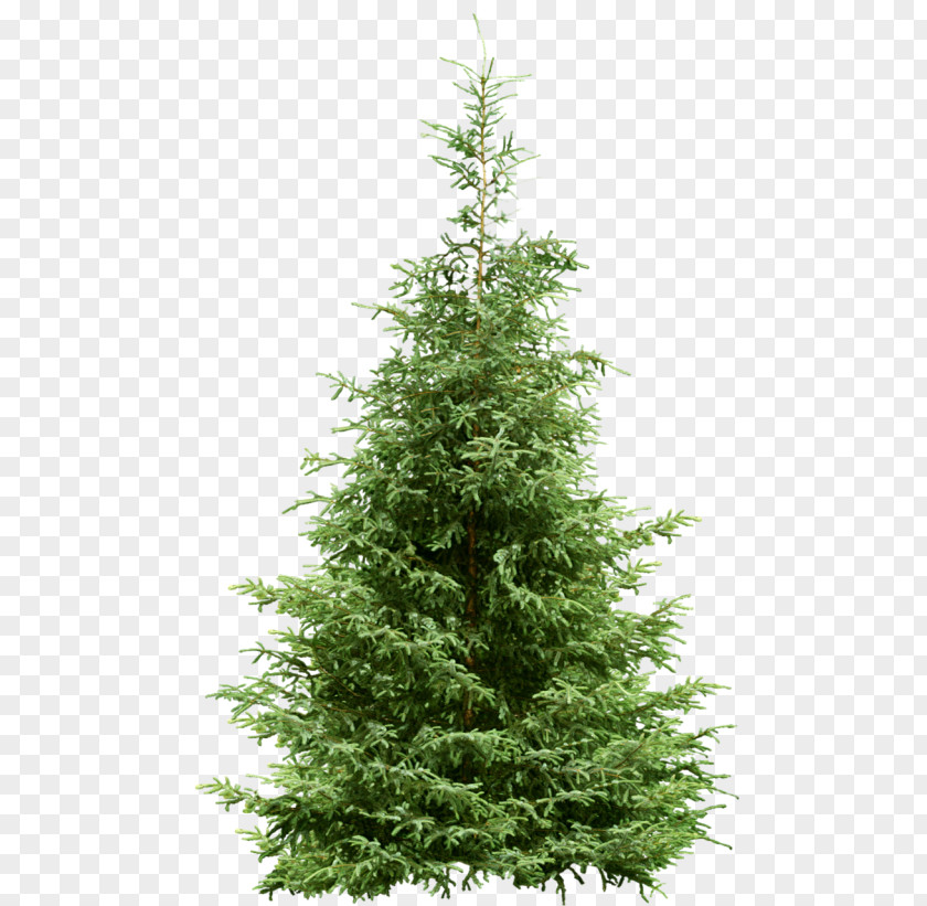 Tree Fir Pine Spruce Conifers PNG