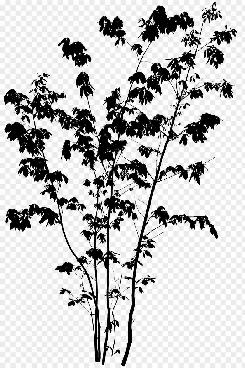 Autocad Silhouette Twig Quercus Serrata Tree Image PNG