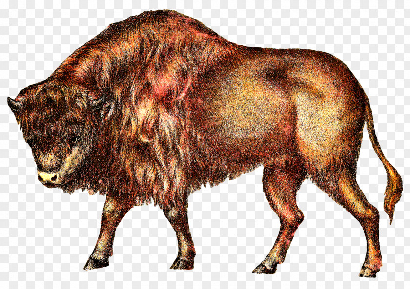 Buffalo Cattle Clip Art PNG