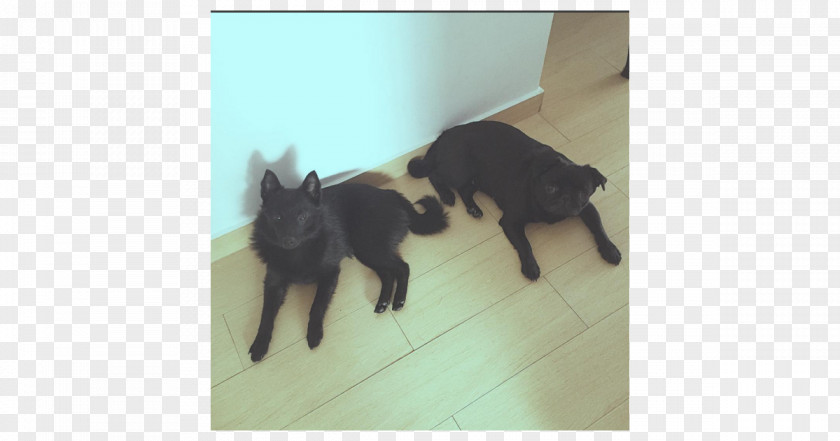 Puppy Dog Breed Schipperke Sporting Group (dog) PNG