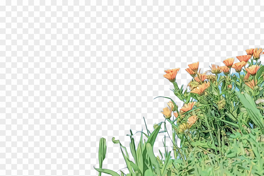 Tulip Lawn Marigold Flower PNG