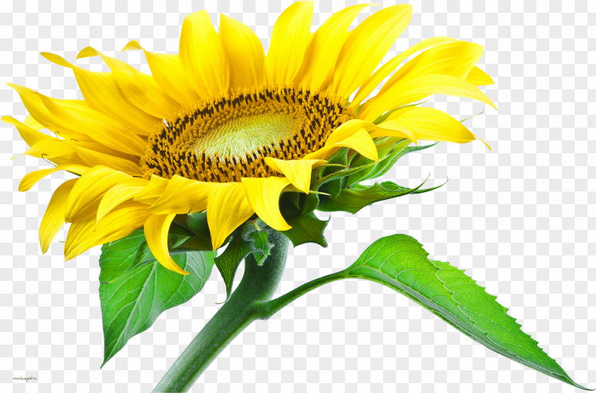Agriculture Graphics Common Sunflower Clip Art Desktop Wallpaper PNG