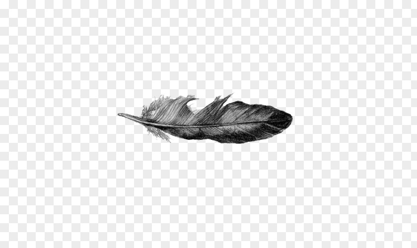 Black Feather Drawing Line Art PNG