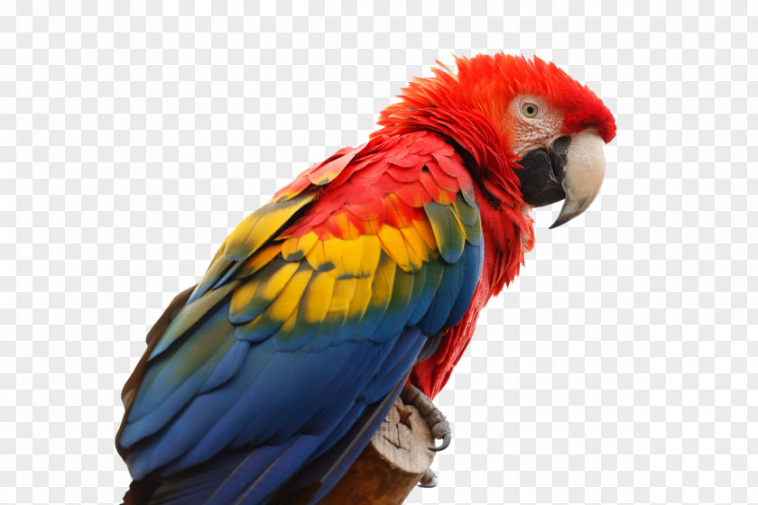Color Parrot In Kind Bird Scarlet Macaw Red-and-green PNG