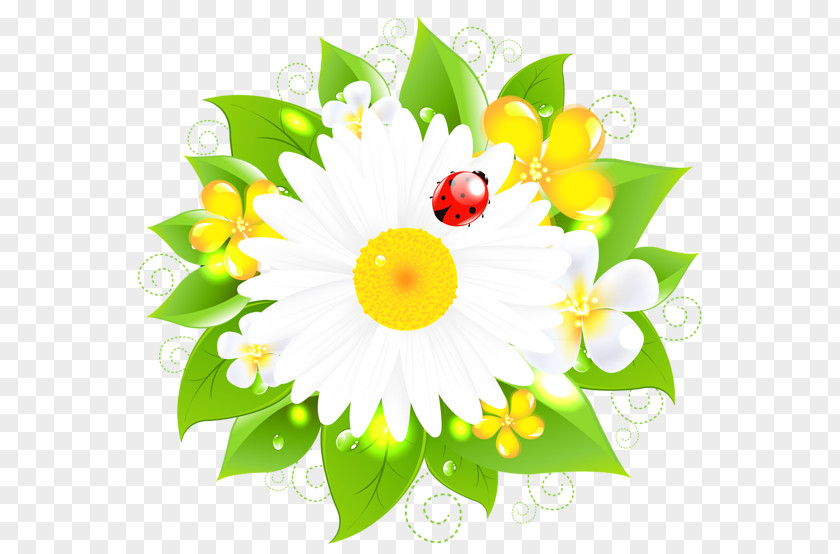 Common Daisy Drawing Flower Clip Art PNG